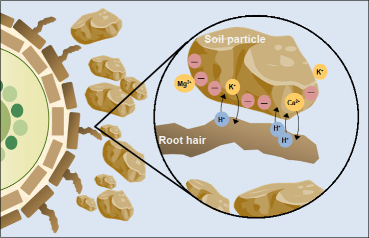 Cation exchange capacity between root hair and soil particlespng